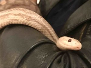 東京スネークセンターで触れ合うヘビ