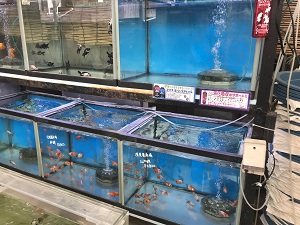 金魚坂の水槽で泳ぐ金魚たち